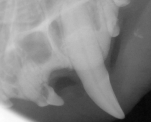 Dentalröntgen Caninus Katze