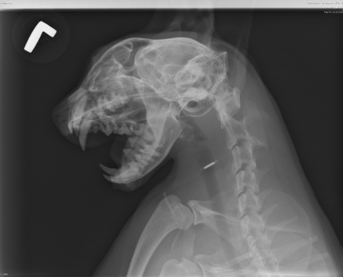 Normales Röntgenbild Katze