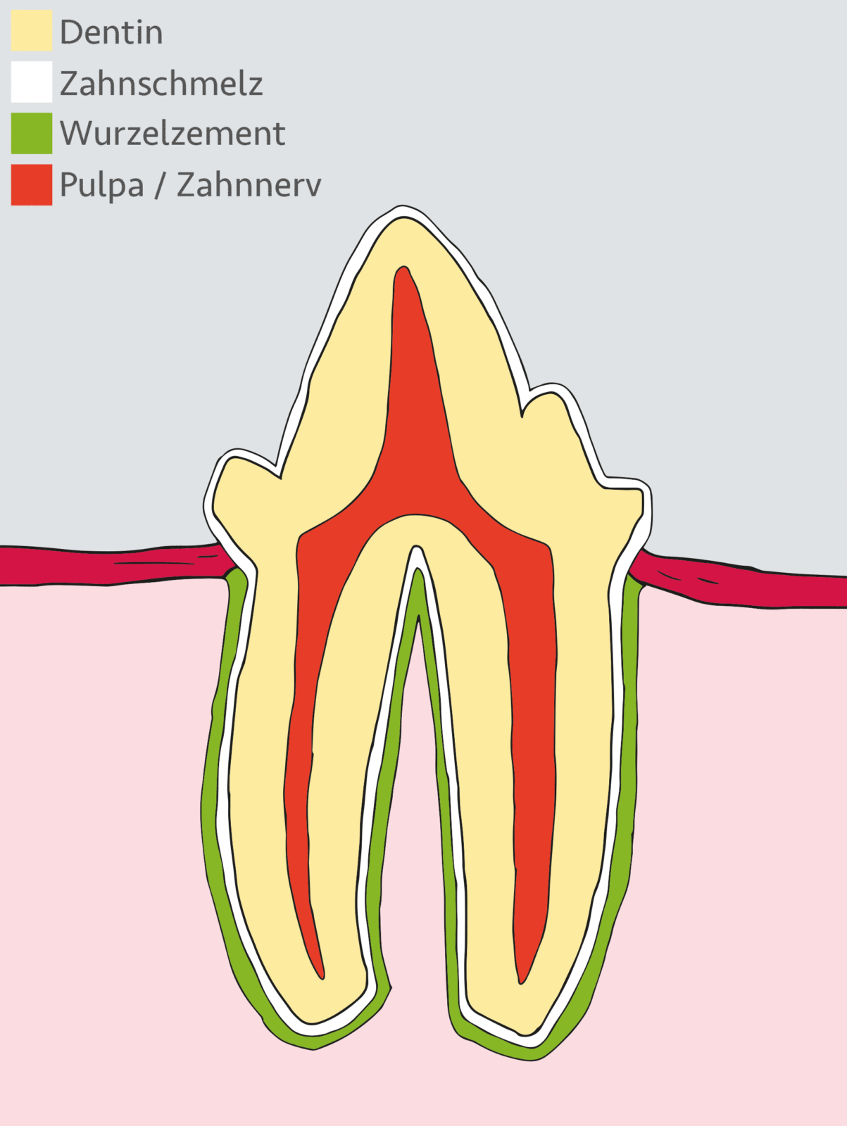 Aufbau eines Zahns